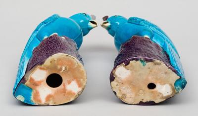 Pair Chinese Turquoise Cockatoos