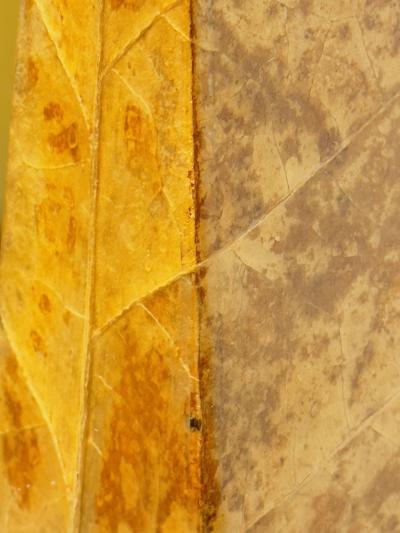 Pair Lacquered Tobacco Leaf Obelisk Giovanni Patrini Italy 1980