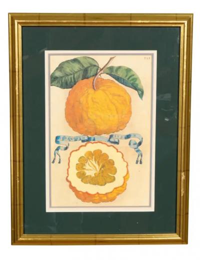 Pair Of Hand Colored Engravings Of Citrus By Giovanni Baptista Ferrari
