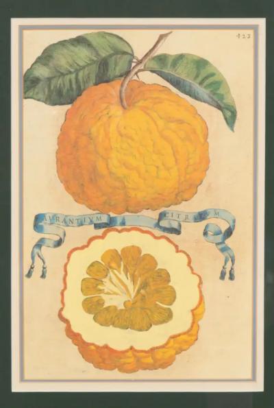 Pair Of Hand Colored Engravings Of Citrus By Giovanni Baptista Ferrari