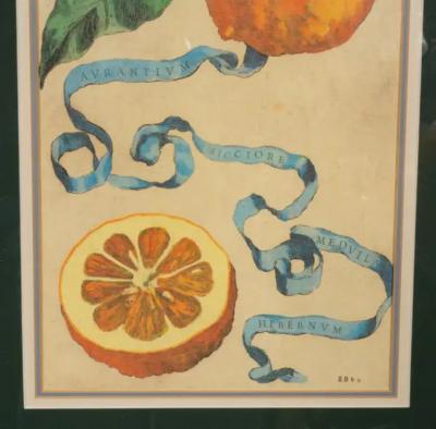 Pair Of Hand Colored Engravings Of Citrus By Giovanni Baptista Ferrari