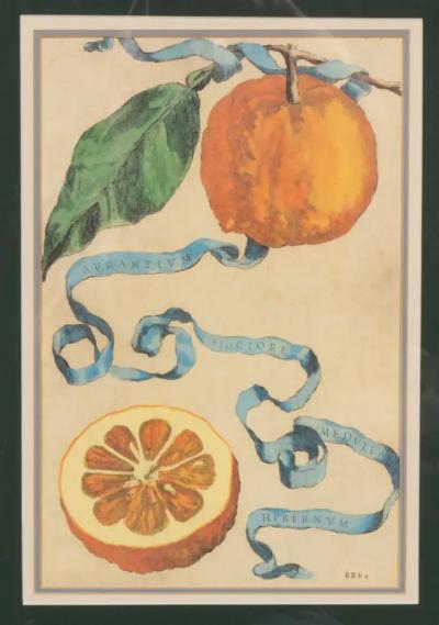 Pair Of Hand Colored Engravings Of Citrus By Giovanni Baptista Ferrari