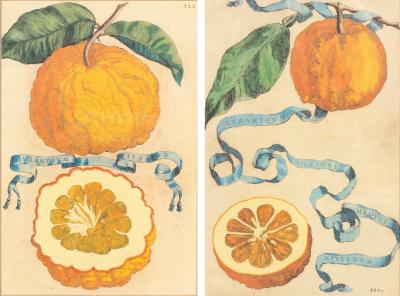 Pair Of Hand Colored Engravings Of Citrus By Giovanni Baptista Ferrari