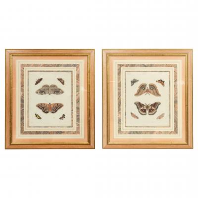 Pair Of Hand Colored Engravings Of Moths