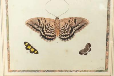 Pair Of Hand Colored Engravings Of Moths
