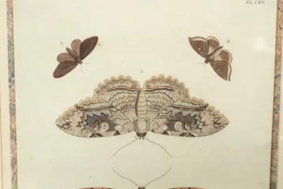 Pair Of Hand Colored Engravings Of Moths