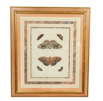 Pair Of Hand Colored Engravings Of Moths