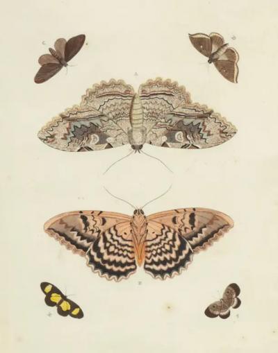 Pair Of Hand Colored Engravings Of Moths