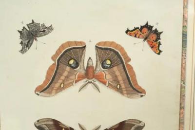 Pair Of Hand Colored Engravings Of Moths