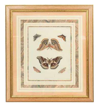 Pair Of Hand Colored Engravings Of Moths