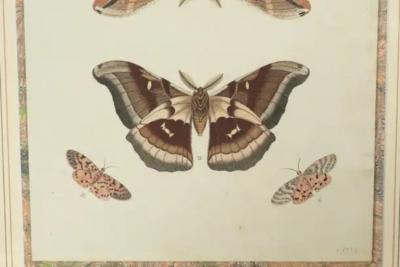 Pair Of Hand Colored Engravings Of Moths
