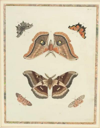 Pair Of Hand Colored Engravings Of Moths