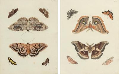 Pair Of Hand Colored Engravings Of Moths