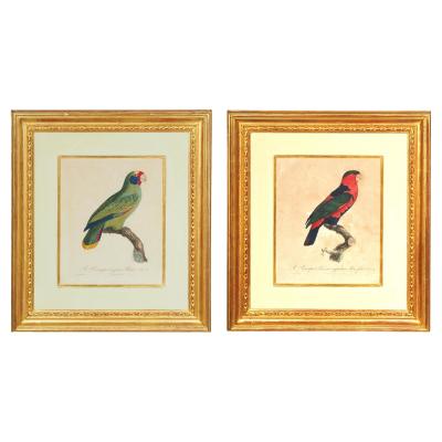Pair Of Hand Colored Engravings Of Parrots