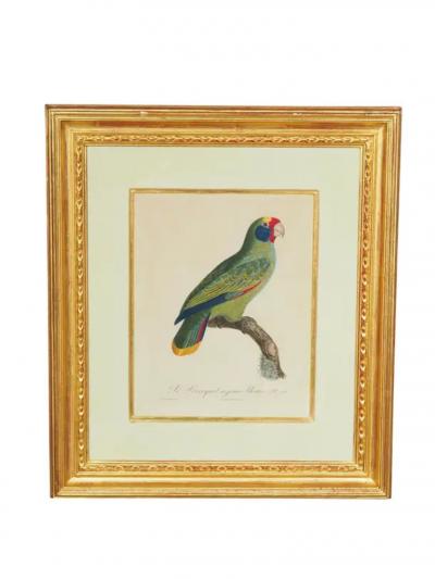 Pair Of Hand Colored Engravings Of Parrots