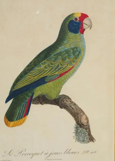 Pair Of Hand Colored Engravings Of Parrots
