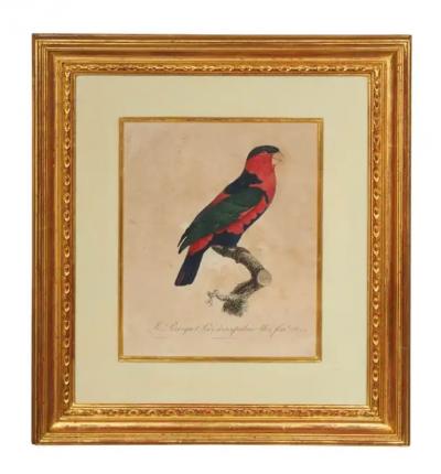 Pair Of Hand Colored Engravings Of Parrots