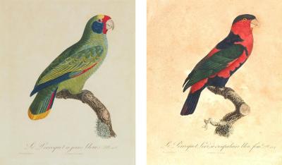 Pair Of Hand Colored Engravings Of Parrots