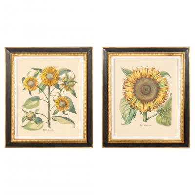 Pair Of Reproduction Basilius Besler Prints Of Sunflowers