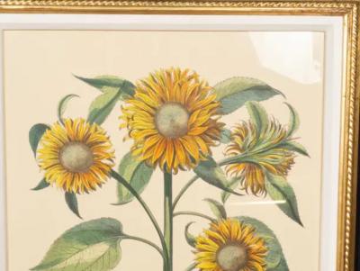 Pair Of Reproduction Basilius Besler Prints Of Sunflowers