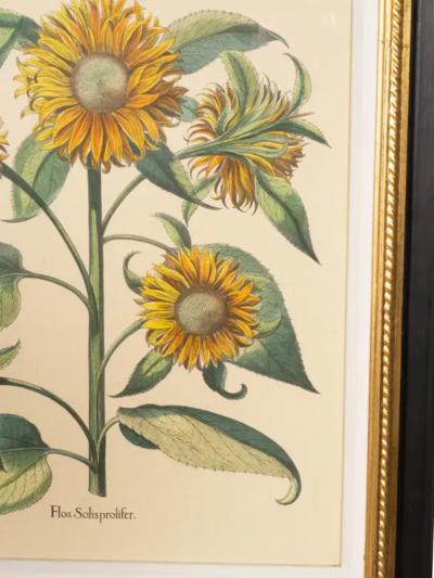Pair Of Reproduction Basilius Besler Prints Of Sunflowers