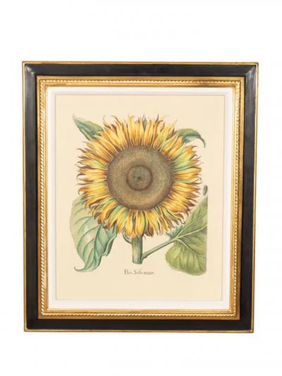 Pair Of Reproduction Basilius Besler Prints Of Sunflowers