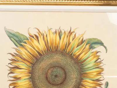 Pair Of Reproduction Basilius Besler Prints Of Sunflowers