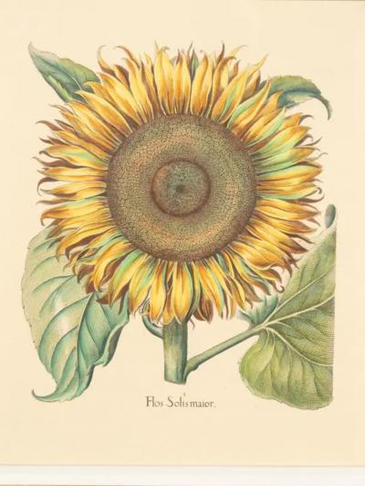 Pair Of Reproduction Basilius Besler Prints Of Sunflowers
