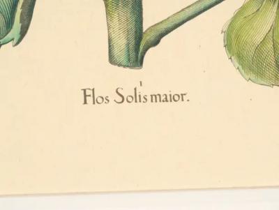 Pair Of Reproduction Basilius Besler Prints Of Sunflowers