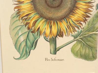 Pair Of Reproduction Basilius Besler Prints Of Sunflowers