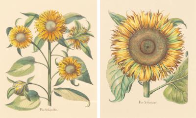 Pair Of Reproduction Basilius Besler Prints Of Sunflowers