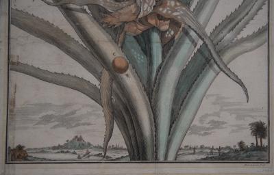 Pair of 17th Century Pineapple Engravings