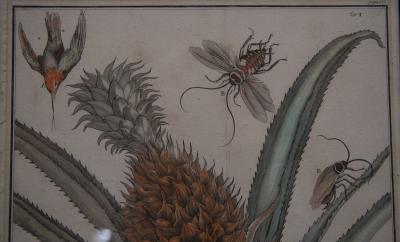 Pair of 17th Century Pineapple Engravings