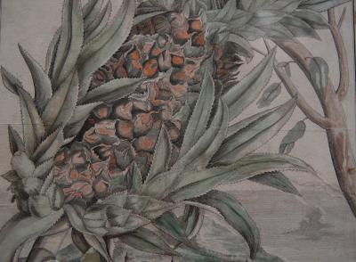 Pair of 17th Century Pineapple Engravings
