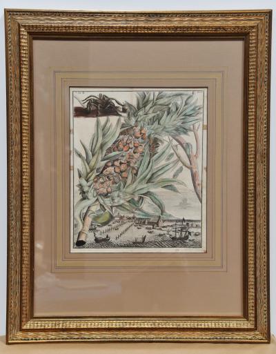 Pair of 17th Century Pineapple Engravings