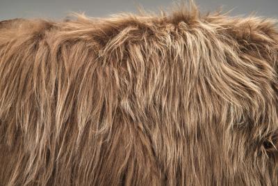 Pair of Art Deco Armchairs in Longhair Sheepskin Europe Early 20th Century