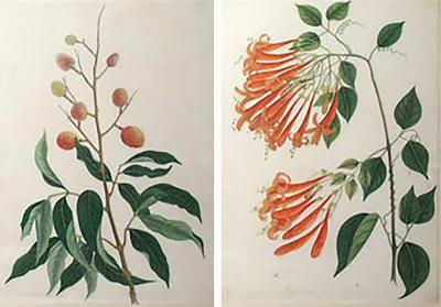 Pair of Chinese Water Colors