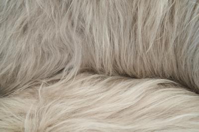 Pair of Easy Chairs in Grey Longhair Europe Mid 20th Century