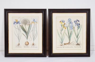 Pair of Framed Besler Iris Prints