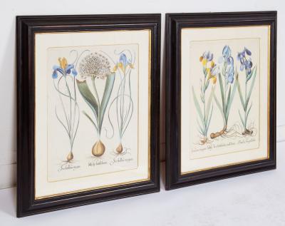 Pair of Framed Besler Iris Prints