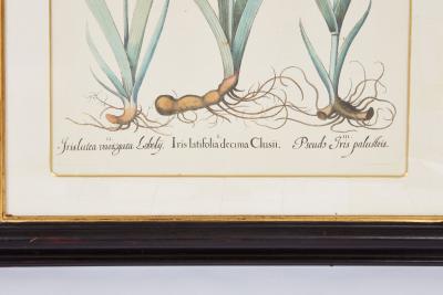 Pair of Framed Besler Iris Prints