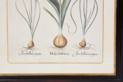 Pair of Framed Besler Iris Prints