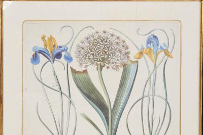 Pair of Framed Besler Iris Prints