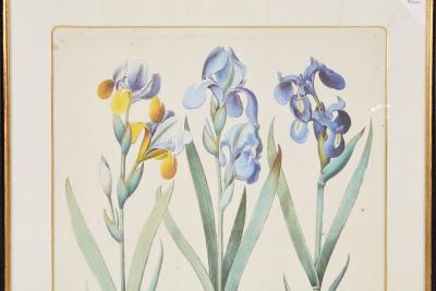 Pair of Framed Besler Iris Prints