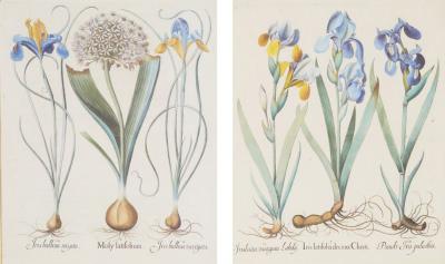 Pair of Framed Besler Iris Prints