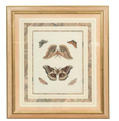 Pair of Hand Colored Engravings of Moths