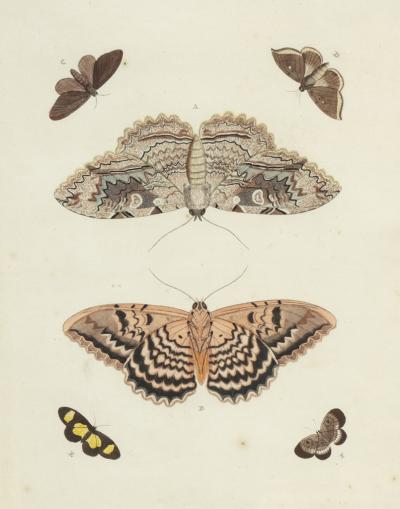 Pair of Hand Colored Engravings of Moths