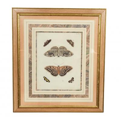 Pair of Hand Colored Engravings of Moths