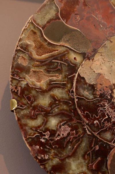 Pair of Important Ammonite and Brass Wall Lights Sconces