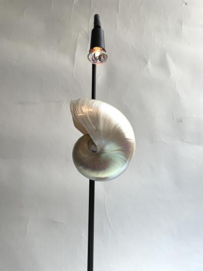 Pair of Nautilus Shell Table Lamps